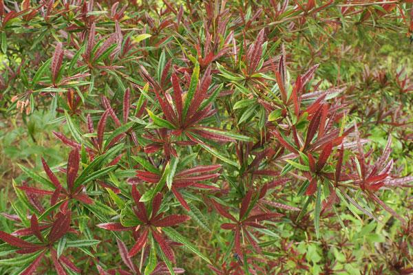 Longleaf Evergreen Barberry